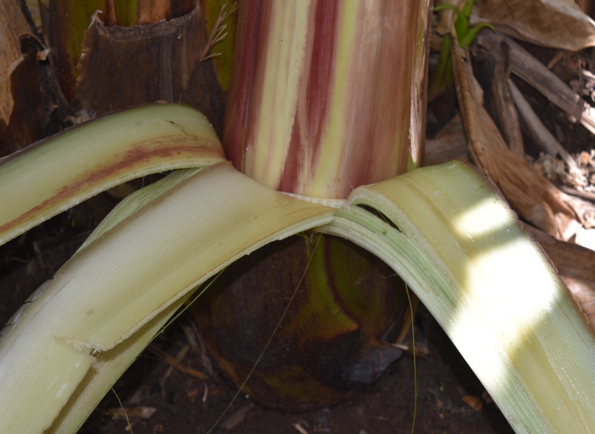 pigmentation of the underlying pseudostem